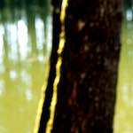 image: Image from the photoset ‘
wood (xli)
’.