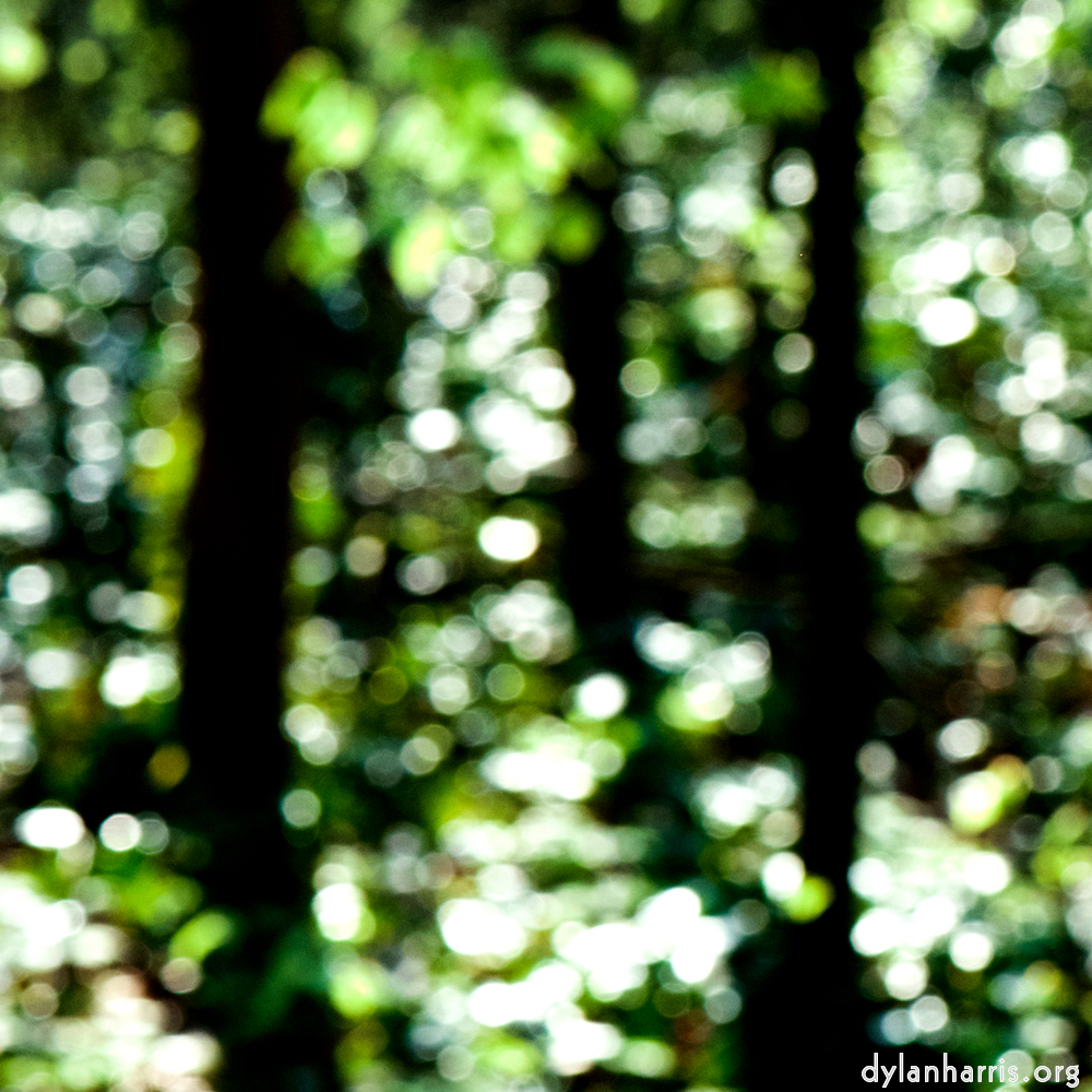 image: This is ‘
wood (xlii) 2
’.