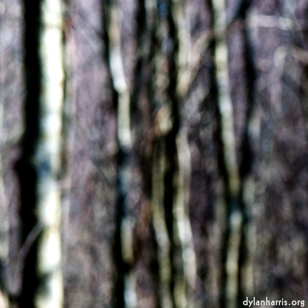 image: This is ‘
wood (xlii) 6
’.