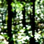 image: Image from the photoset ‘
wood (xlii)
’.