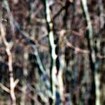 image: Image from the photoset ‘
wood (xlii)
’.