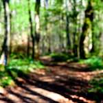 image: Image from the photoset ‘
wood (xlii)
’.