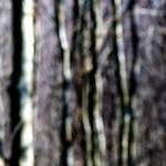 image: Image from the photoset ‘
wood (xlii)
’.