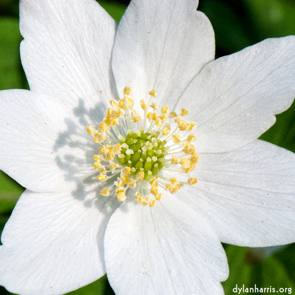 image: This is ‘
escher blummen (cxliv) 1
’.