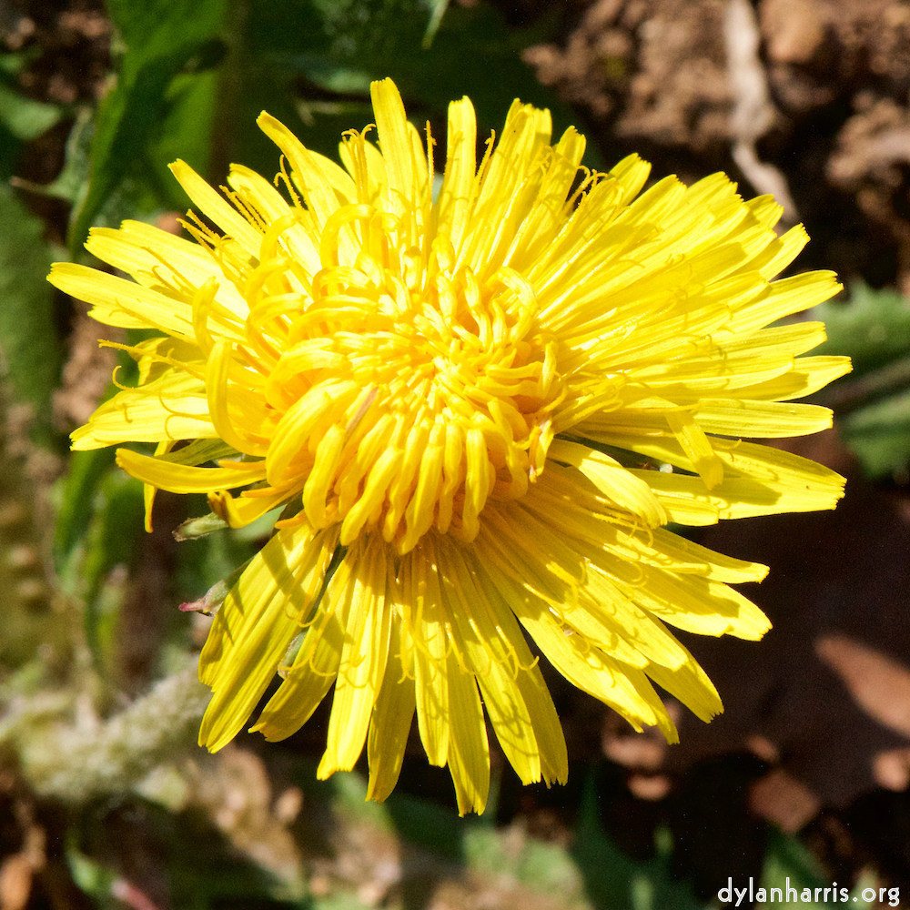 image: This is ‘
escher blummen (cxliv) 2
’.