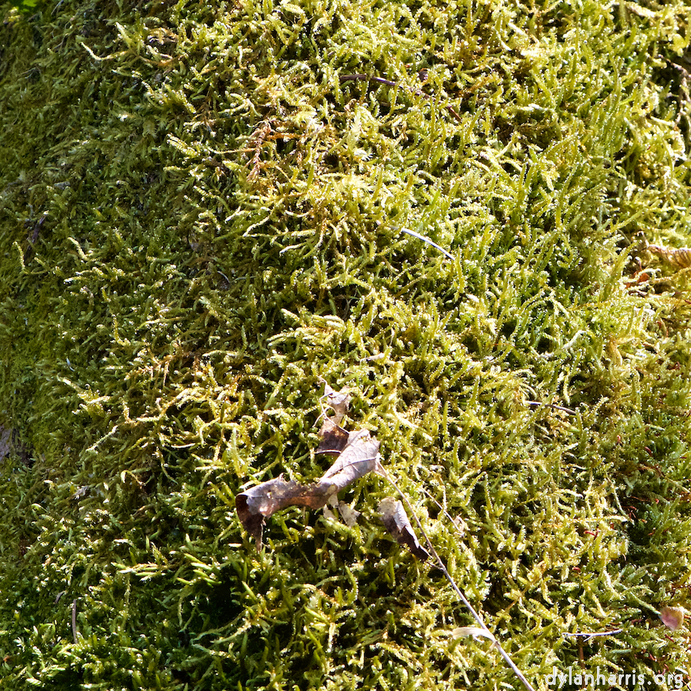 image: This is ‘
escher blummen (cxliv) 3
’.