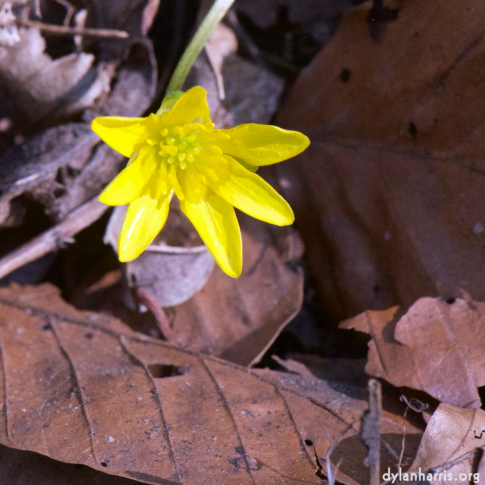 image: This is ‘
escher blummen (cxliv) 4
’.