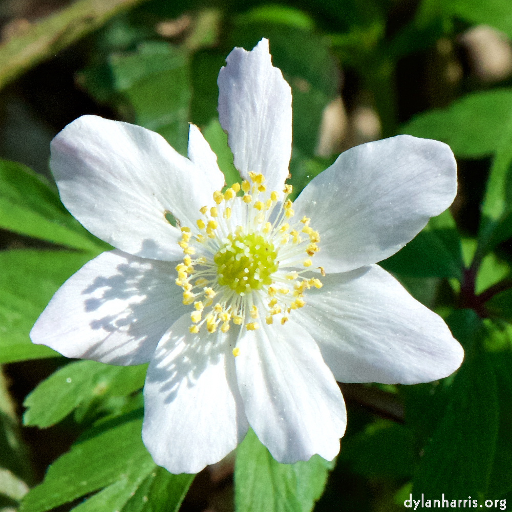 image: This is ‘
escher blummen (cxliv) 5
’.