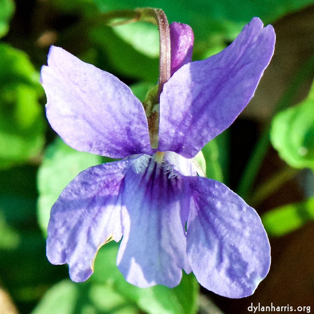 image: This is ‘
escher blummen (cxliv) 6
’.