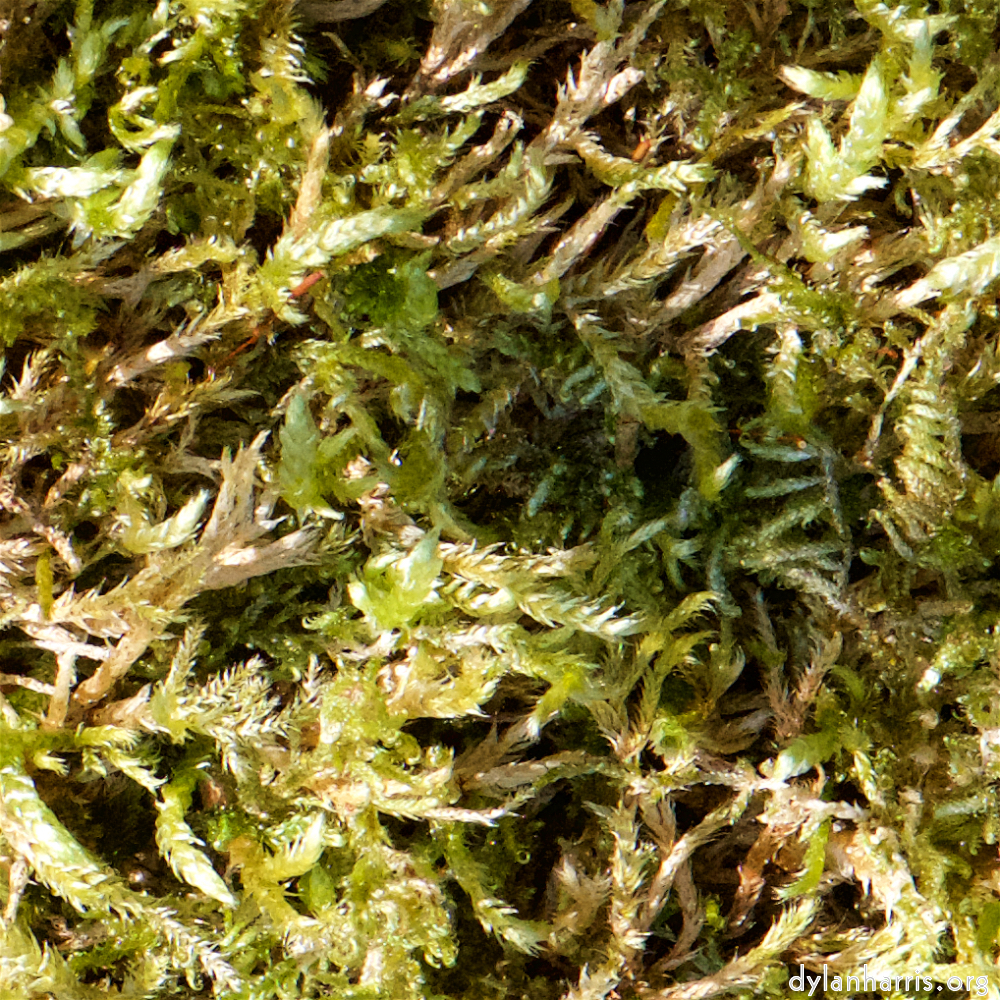 image: This is ‘
escher blummen (cxliv) 7
’.