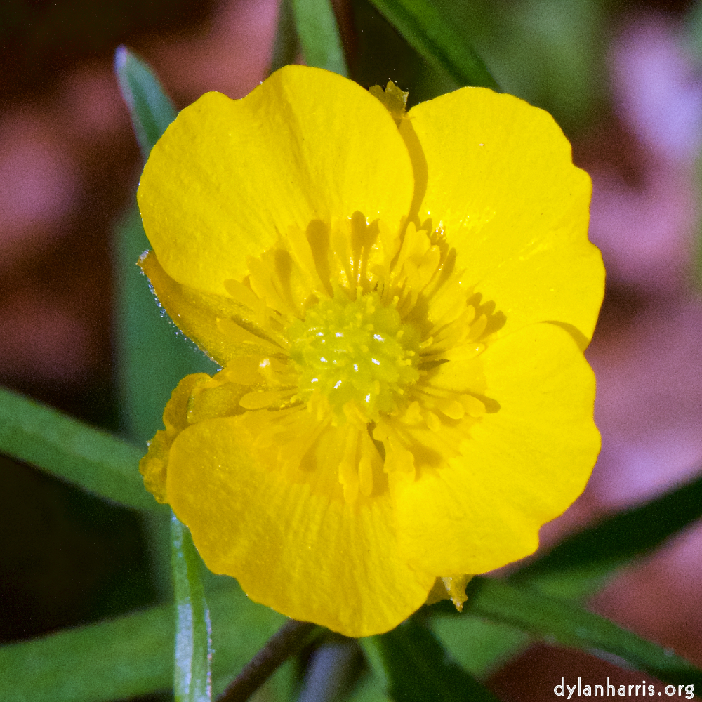 image: This is ‘
escher blummen (cxliv) 8
’.