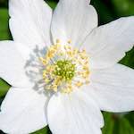 image: Image from the photoset ‘
escher blummen (cxliv)
’.