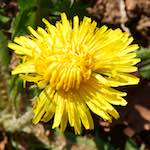 image: Image from the photoset ‘
escher blummen (cxliv)
’.