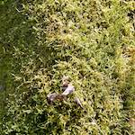 image: Image from the photoset ‘
escher blummen (cxliv)
’.