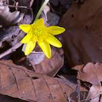 image: Image from the photoset ‘
escher blummen (cxliv)
’.