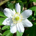 image: Image from the photoset ‘
escher blummen (cxliv)
’.