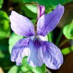 image: Image from the photoset ‘
escher blummen (cxliv)
’.