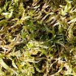 image: Image from the photoset ‘
escher blummen (cxliv)
’.