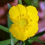 image: escher blummen (cxliv) photoset