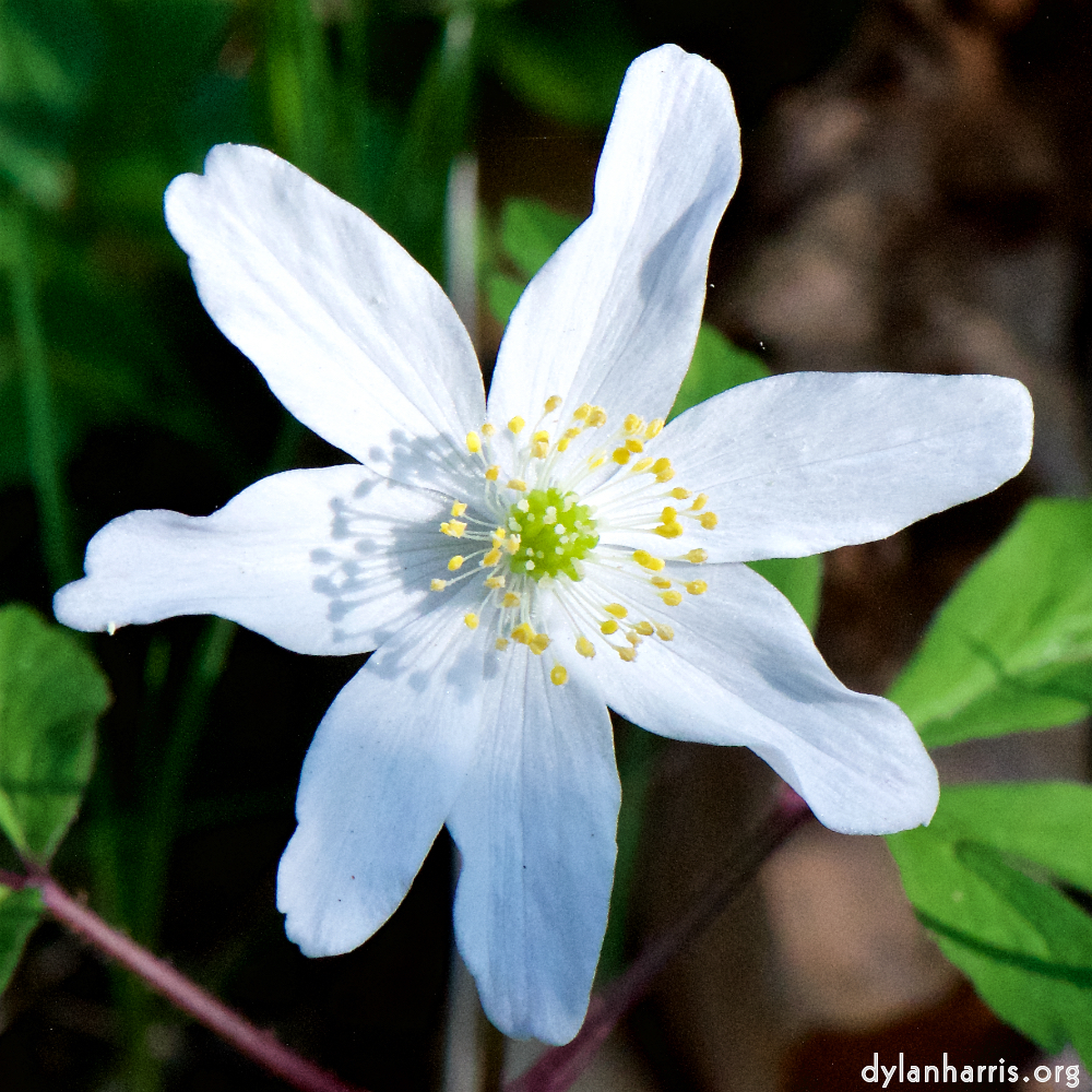 image: This is ‘
escher blummen (cxlv) 1
’.