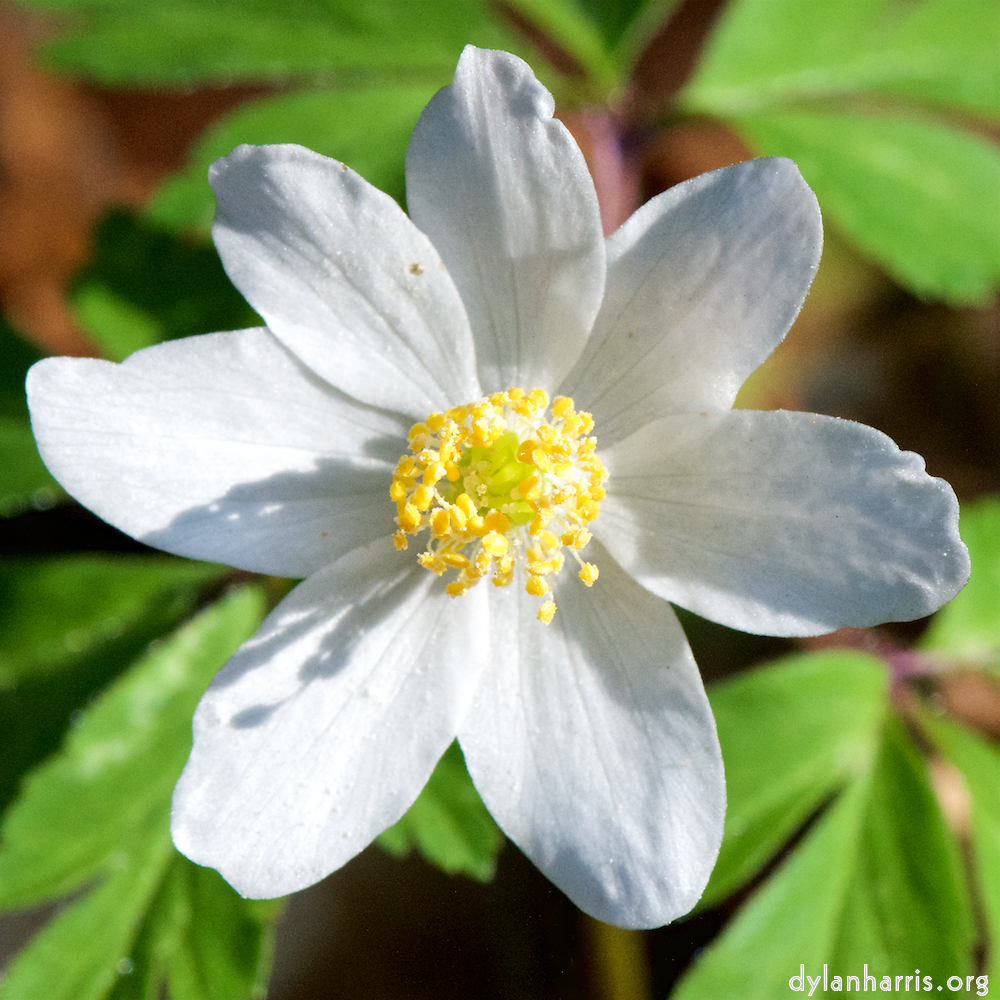 image: This is ‘
escher blummen (cxlv) 2
’.