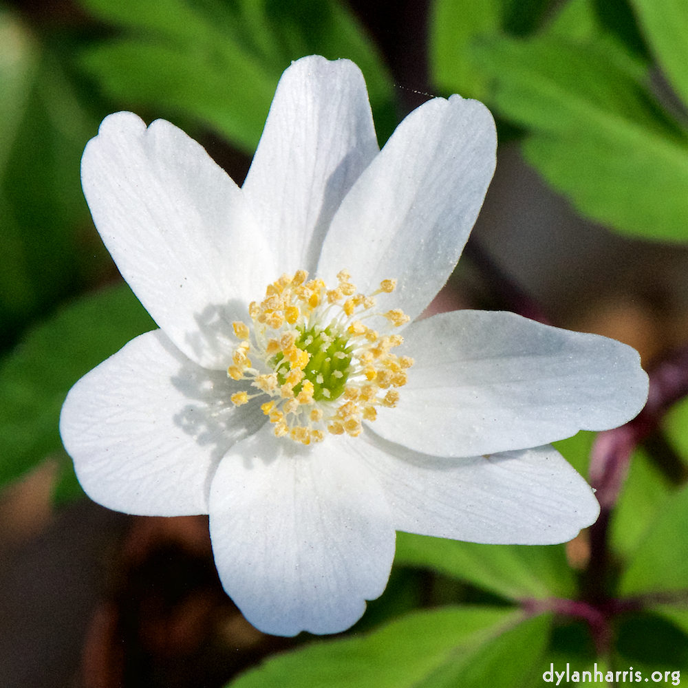 image: This is ‘
escher blummen (cxlv) 3
’.