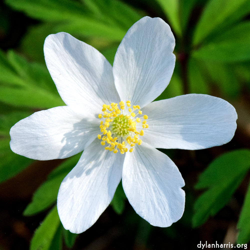 image: This is ‘
escher blummen (cxlv) 4
’.