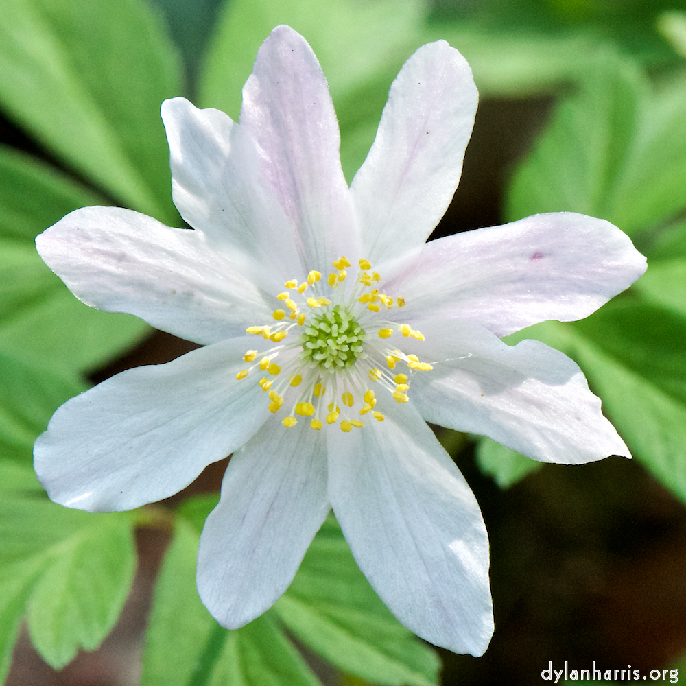 image: This is ‘
escher blummen (cxlv) 6
’.