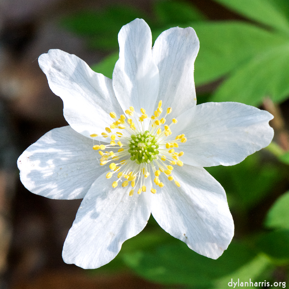 image: This is ‘
escher blummen (cxlv) 7
’.