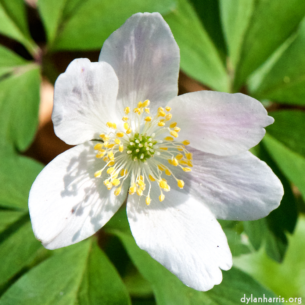 image: This is ‘
escher blummen (cxlv) 8
’.