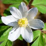 image: Image from the photoset ‘
escher blummen (cxlv)
’.