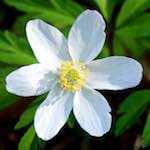 image: Image from the photoset ‘
escher blummen (cxlv)
’.