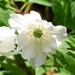 image: Image from the photoset ‘
escher blummen (cxlv)
’.