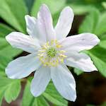 image: Image from the photoset ‘
escher blummen (cxlv)
’.