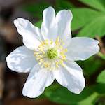 image: Image from the photoset ‘
escher blummen (cxlv)
’.