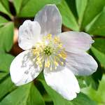 image: Image from the photoset ‘
escher blummen (cxlv)
’.