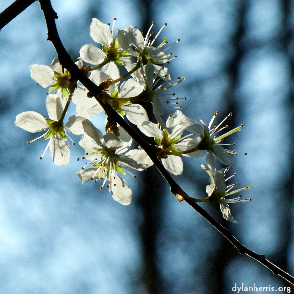 image: This is ‘
escher blummen (cxlvi) 2
’.