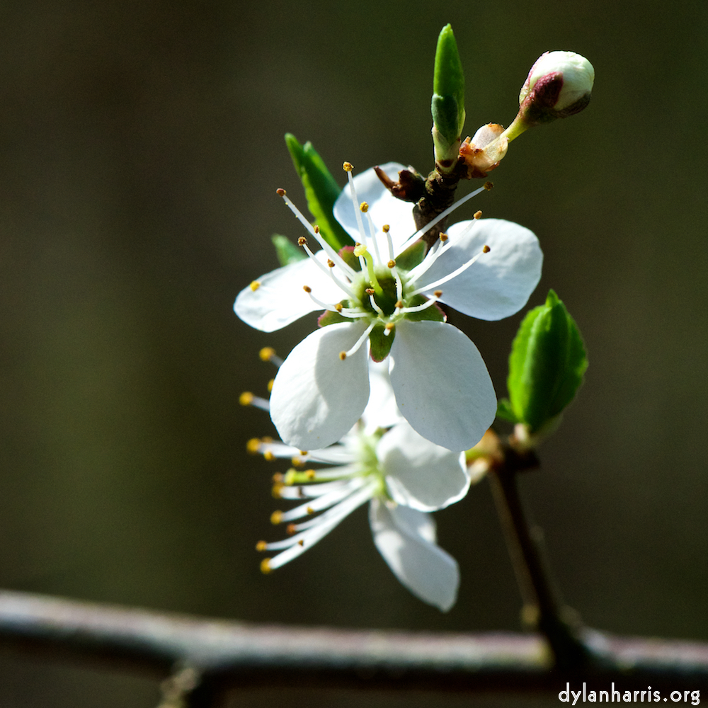 image: This is ‘
escher blummen (cxlvi) 3
’.