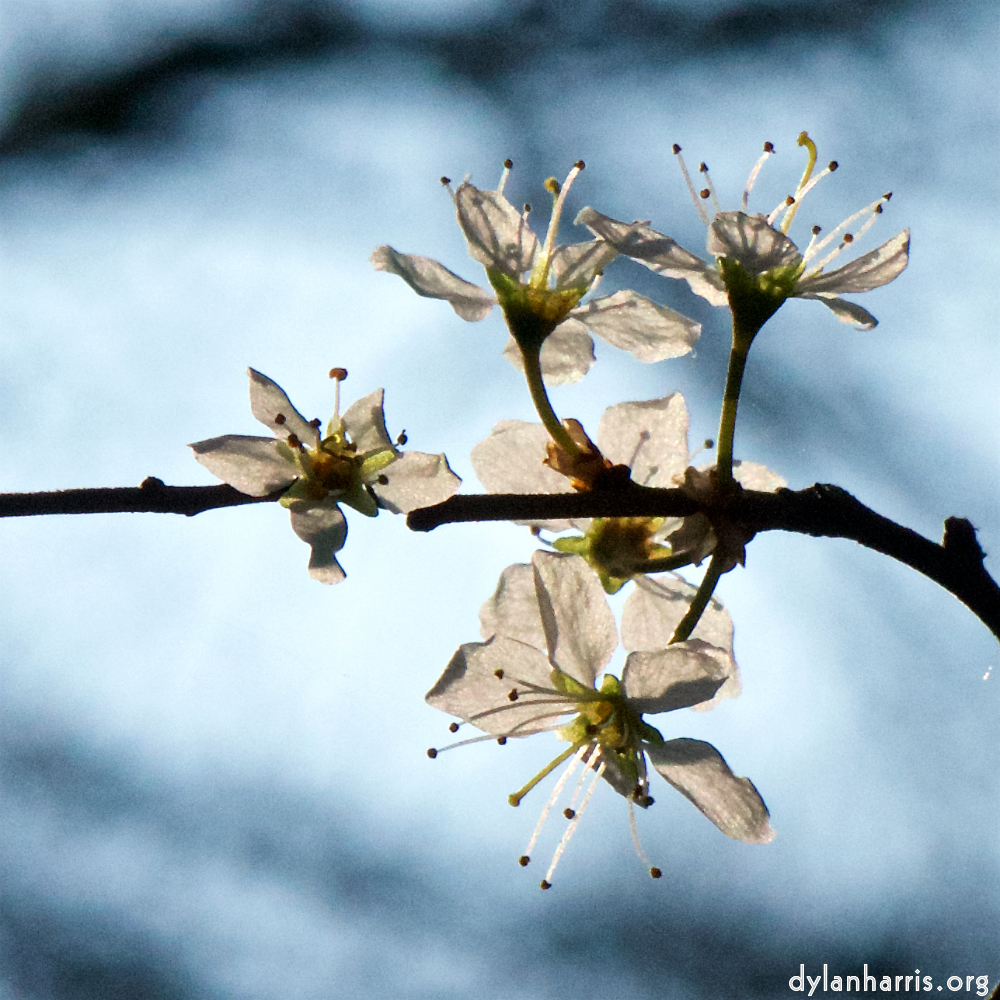 image: This is ‘
escher blummen (cxlvi) 4
’.