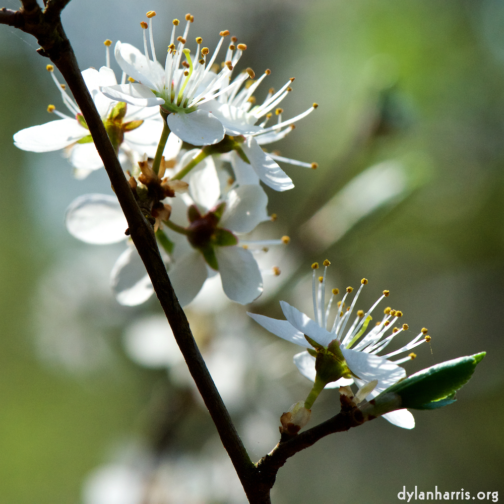 image: This is ‘
escher blummen (cxlvi) 5
’.