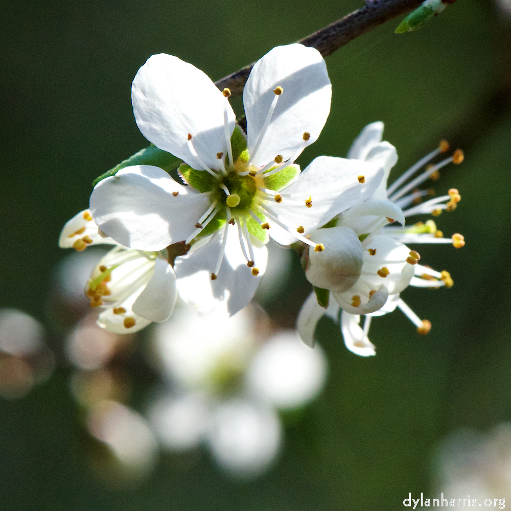 image: This is ‘
escher blummen (cxlvi) 7
’.