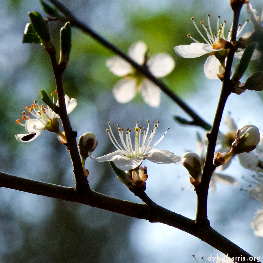 image: This is ‘
escher blummen (cxlvi) 8
’.