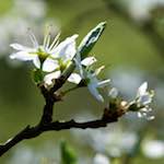 image: Image from the photoset ‘
escher blummen (cxlvi)
’.