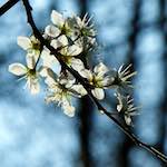 image: Image from the photoset ‘
escher blummen (cxlvi)
’.