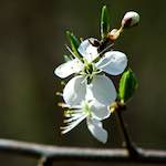 image: Image from the photoset ‘
escher blummen (cxlvi)
’.