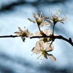 image: Image from the photoset ‘
escher blummen (cxlvi)
’.