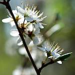 image: Image from the photoset ‘
escher blummen (cxlvi)
’.