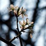 image: Image from the photoset ‘
escher blummen (cxlvi)
’.