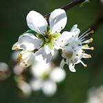 image: Image from the photoset ‘
escher blummen (cxlvi)
’.