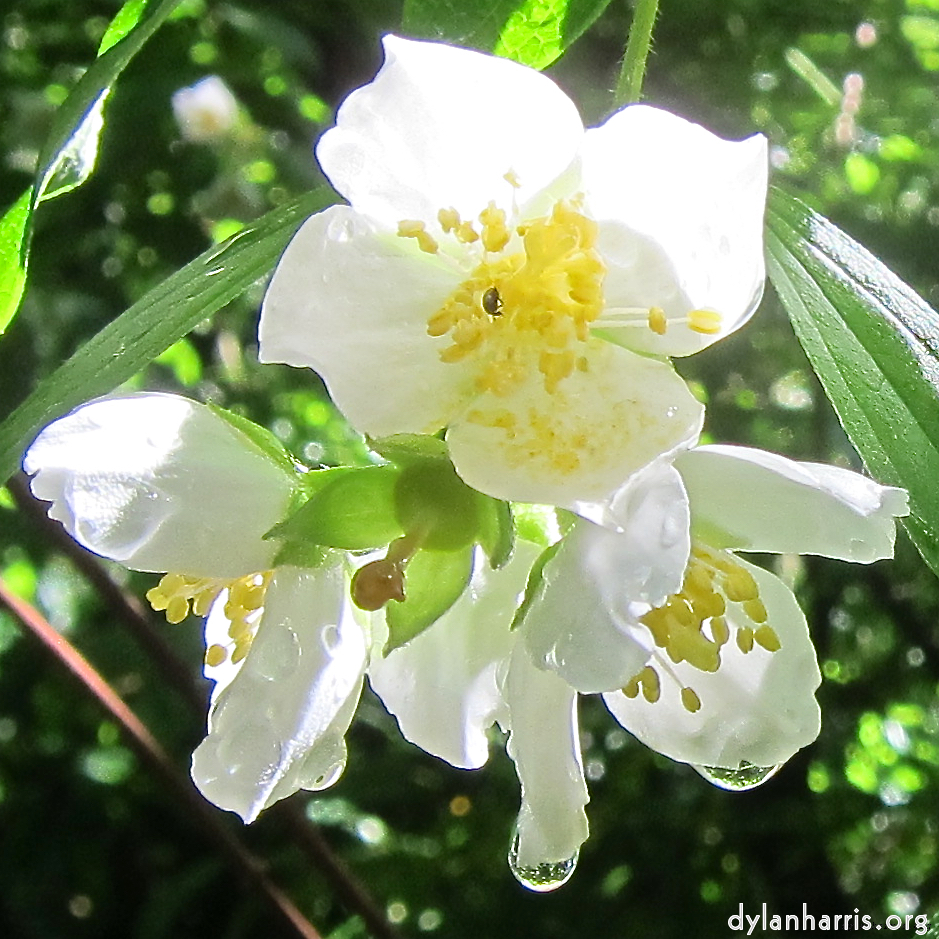 Image: Image 'escher blummen (xciii) 2'.